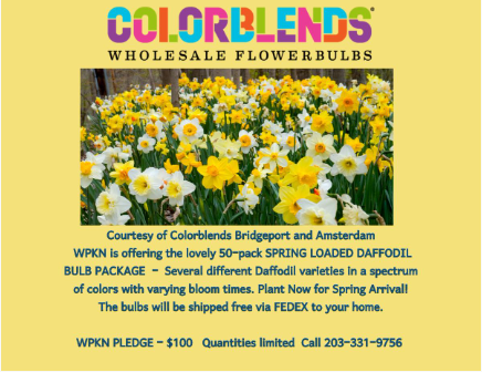 Colorblends Bulbs
